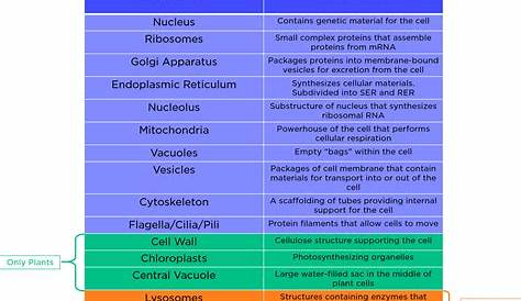 All The Animal Cell Organelles And Their Functions - Cell Organelle