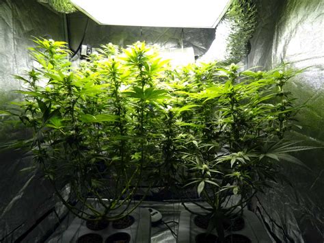 Cannabis Defoliation Tutorial To Increase Yields Grow Weed Easy