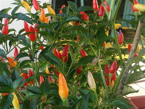 This heirloom is from bolivia and has been grown there for centuries. Bolivian Rainbow paprika mag (5+ db.) - Kertlap Kertészeti ...