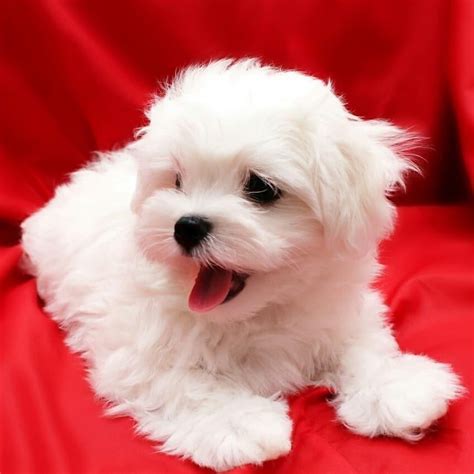 Buy Maltese Puppy For Sale In Delhi Dav Pet Lovers