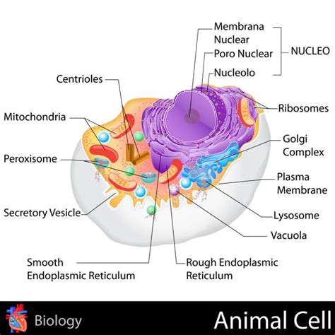 Cellular replication (mitosis) is only a small portion of what the nucleus does. An In-depth Look at the Structure and Functions of the ...