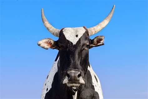 Sponsor A Bullock Donate Now Animal Rahat