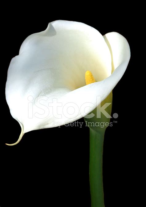 Calla Lily Stock Photo Royalty Free FreeImages