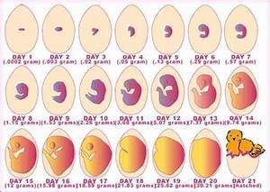 Embryo Chart Chicken Life Cycle Hatching Chickens Chicken Life