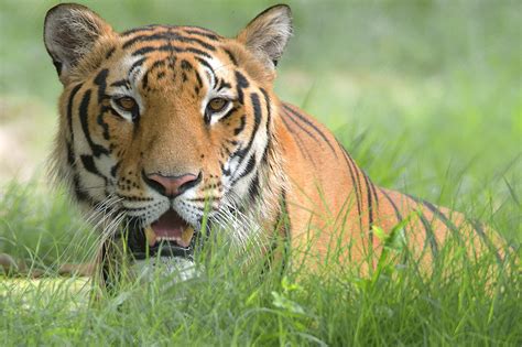 Free Photo Bengal Tiger Closeup Animal Bengal Cat Free Download