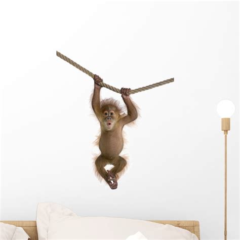 Cute Monkey Pictures Hd Wall Decal By Wallmonkeys Peel And Stick