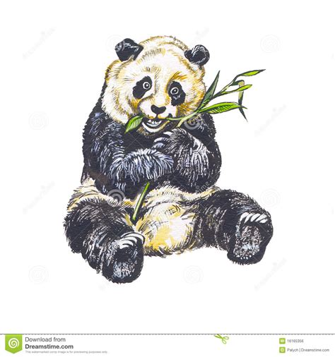 Giant Panda Royalty Free Stock Image Image 16165356