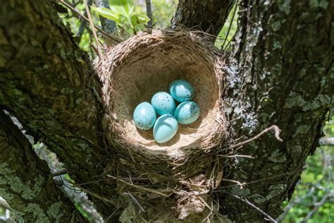 Song Thrush Call Eggs And Nest Plantura