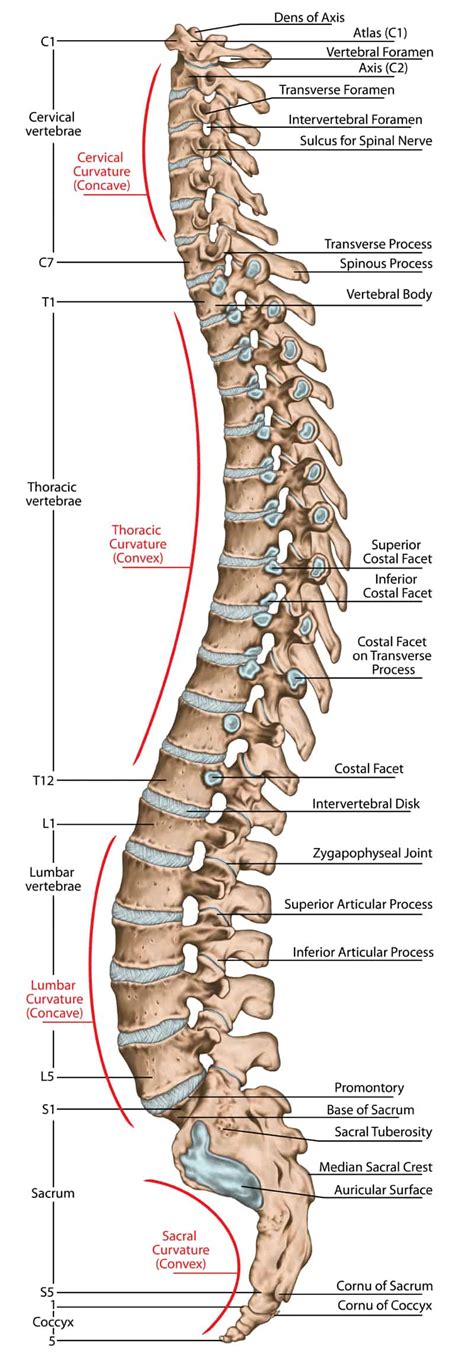 Human Backbone With Names Of The Spine Sections And Numbers Of The My