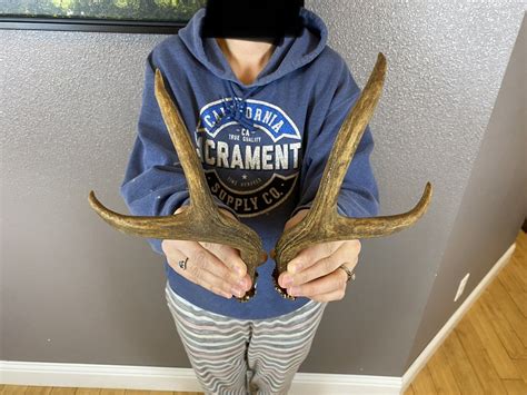 Matched Set Blacktail Deer Antlers 2x2 Cut Offs Wild Washington Horns