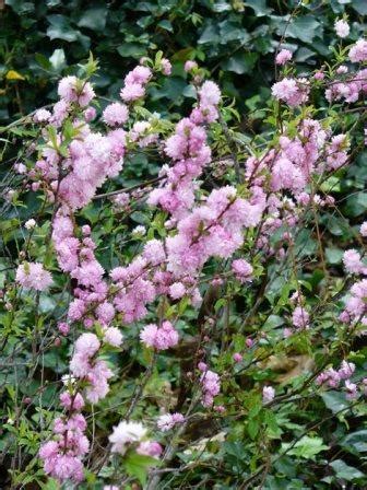Heritage fruit trees 297 back raglan road, beaufort victoria, australia 3373 abn 30 006 681 590 Dwarf Double Pink Flowering Almond - Shrubs & Trees ...