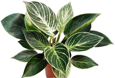 Philodendron Birkin Grow And Care Tips Philodendron Plant