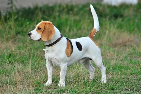 Best Guard Dog Breeds A Complete Guide With Pictures
