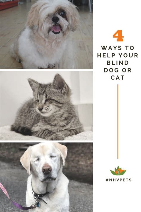 Caring For A Blind Dog Or Cat Blind Dog Dogs Cats