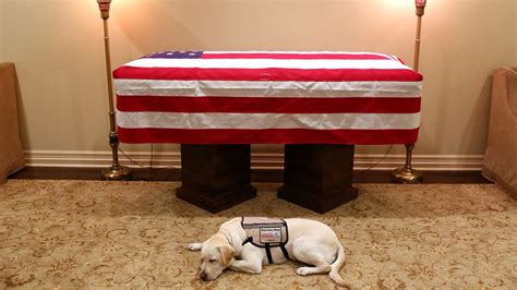 George Hw Bushs Service Dog Sully Is Honored Mission Complete