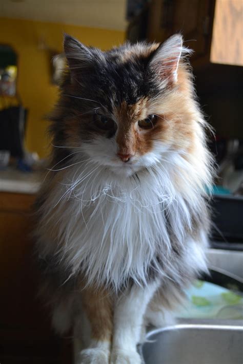 41 Best Pictures Calico Maine Coon Cat Mix 112 Best Calico Cats