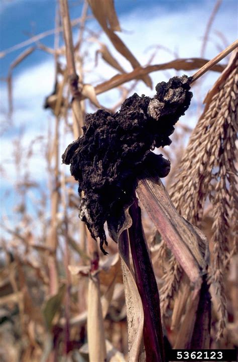 It can occur in almost any part of the body. What Is Black Smut Fungus: Learn About Smut Fungus Control