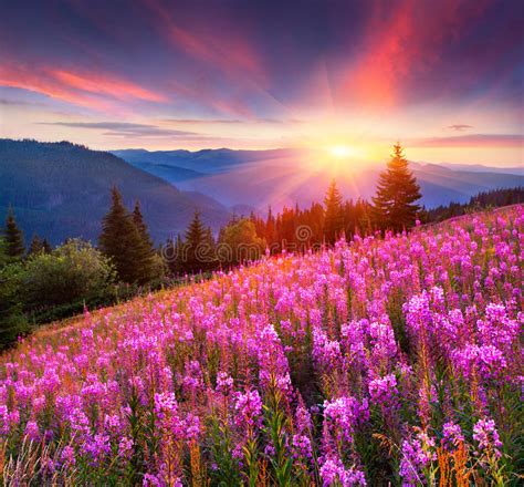 Colorful Summer Sunrise In The Mountains With Pink Flowers Stock Image