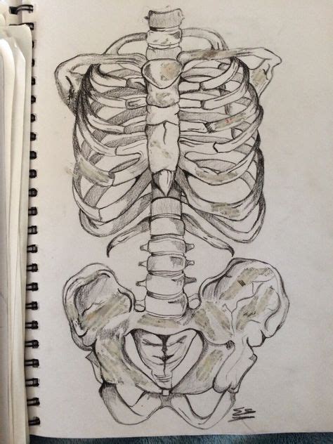 19 Skeleton Sketches Ideas Sketches Skeleton Skeleton Drawings