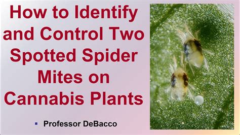 How To Identify And Control Two Spotted Spider Mites On Cannabis Plants