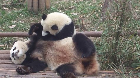 Mother Baby Pandas Playing Youtube