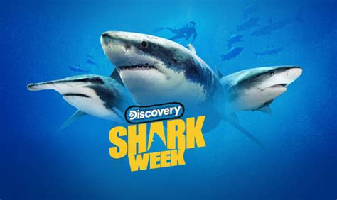 Shark Week Florida Shark Blood In The Water Discovery Channel