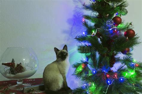 Siamese Cat Next To A Christmas Tree Stock Image Image Of Mammal