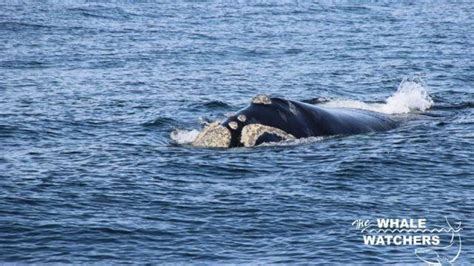 Watch Whales At Hermanus Return Trip From Cape Town June December