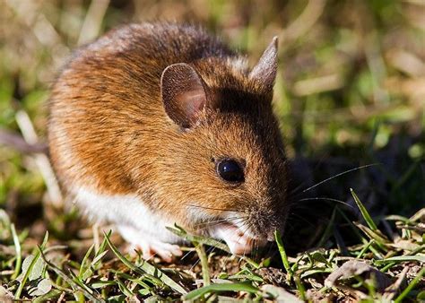 Field Mouse Nibbles Field Mouse Four Legged Mouse