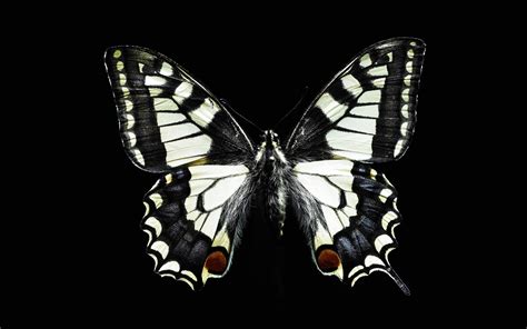 Black And White Butterfly Wallpapers And Images Wallpapers Pictures