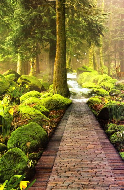 Astonishing Photos of Paths in the Forest - Top Dreamer