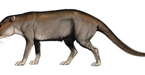 Dr. Aramis Odysseus: The first whale on Earth lived 50 million years