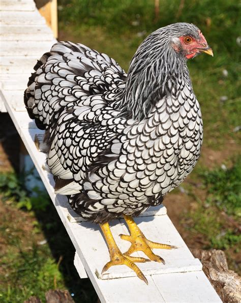 Wyandotte Chicken Breed Guide Everything You Should Know Be Able