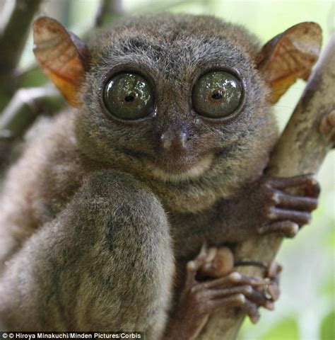 Star Wars Yoda May Have Been Based On Saucer Eyed Tarsier