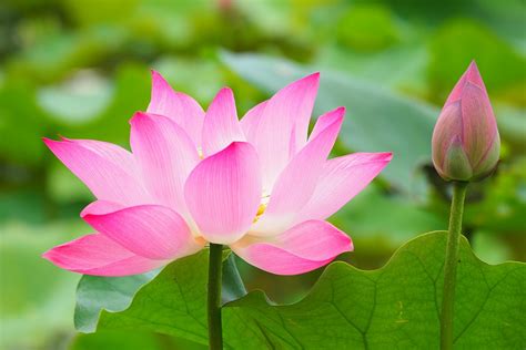 Check spelling or type a new query. Top 10 Most Beautiful Temple Flowers of India