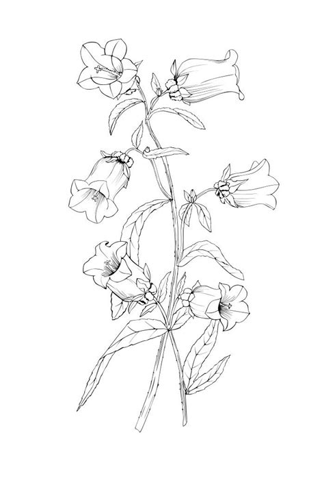 Blue Bell Flower Coloring Pages