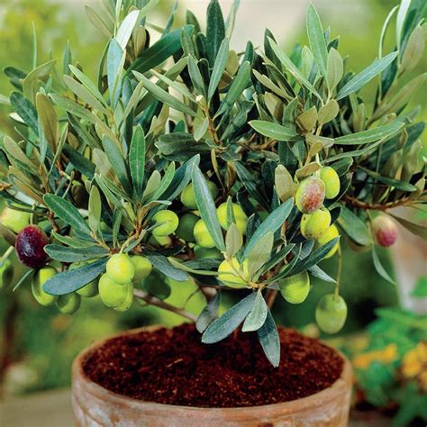 Mediterranean Olive Gurneys Seed And Nursery Co