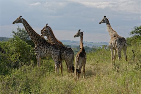 Giraffes Silently Enter The Endangered List Wikye