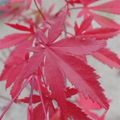 Acer Palmatum Westonbirt Red Buy Rare Red Japanese Maples