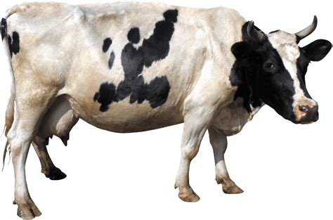 Vaca Png Png Play