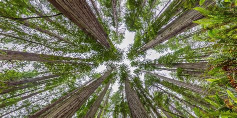 How Big Do Oak Trees Get Exploring Their Impressive Growth My Heart
