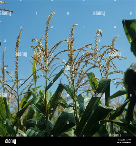 Male Tassels Flowers On Maturing Maize Zea Mays Crop Stock Photo Alamy