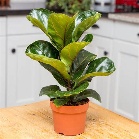 Remembering account, browser, and regional preferences. fiddle leaf fig ficus lyrata houseplant by stupid egg ...