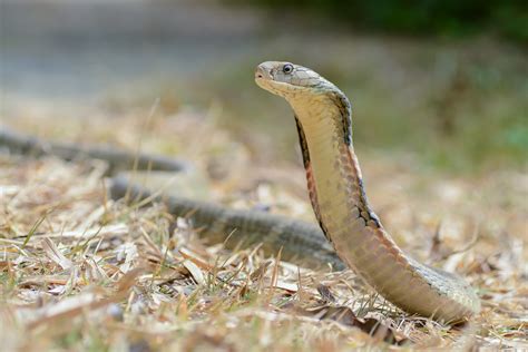 Top 10 King Cobra Facts A Dangerously Venomous Snake