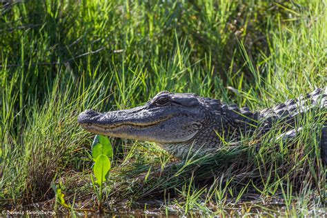 2199 Alligator Alligator Mississippiensis Anahuac National Wildlife