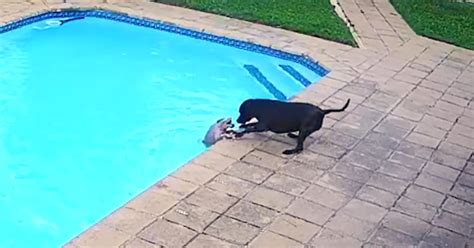 Hero Dog Saves His Friend From Drowning In The Pool Laptrinhx News