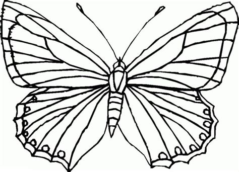 Butterfly Coloring Sheets For Kids