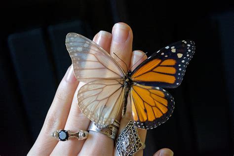 Descaled Monarch Butterfly Danaus Plexippus Photograph By Sarah Folts