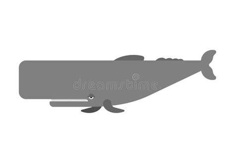 Sperm Whale Isolated Cachalot Big Whale Vector Illustration Stock