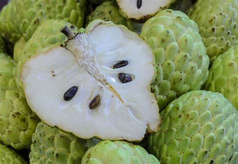 Its fruit composes health benefiting annonaceous acetogenin group of antioxidants, which fight against cancers and infections. Wann ist die Cherimoya reif? » So erkennen Sie es
